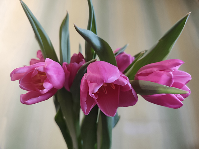 Жительнице Твери Валентине Рабинович исполнилось 104 года