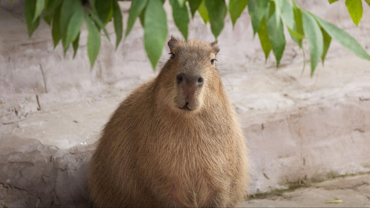 Капибара из московского зоопарка