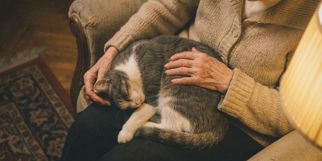 Кошка, от которой отказались