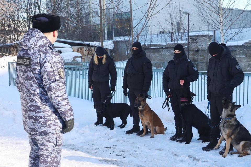    Специалисты оценили не только навыки, но и внешний вид животных. Фото: пресс-служба Росгвардии по СПб и ЛО