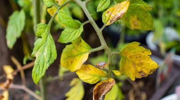 Желтые листья