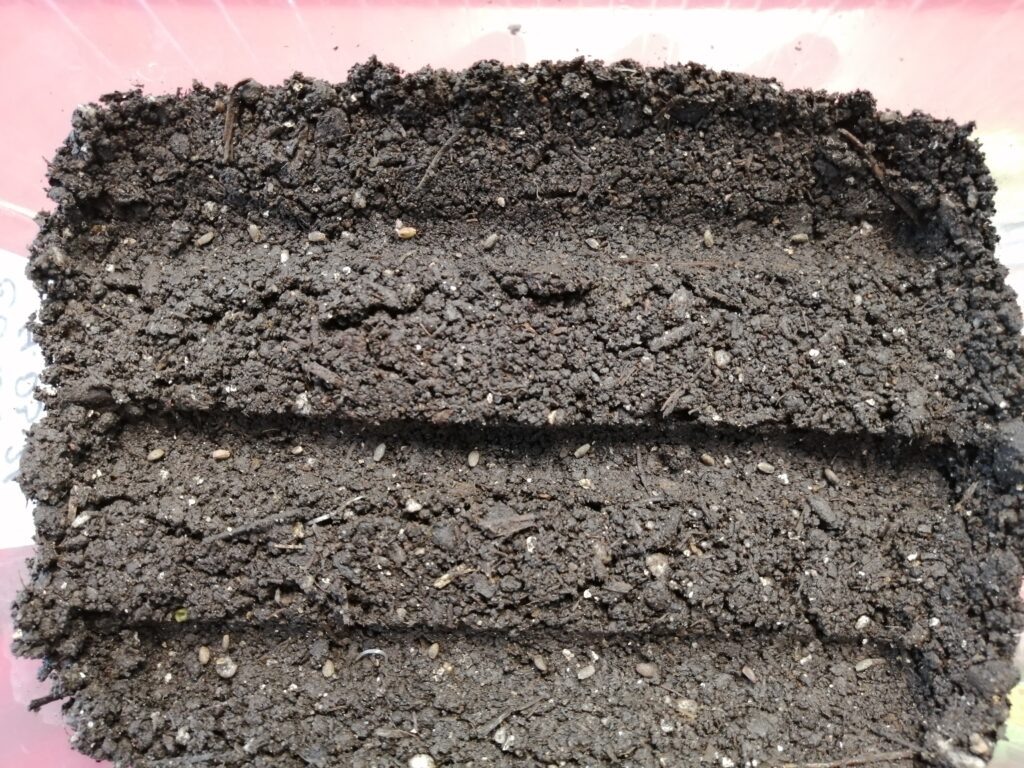 Посадка семян сальвии в почву.