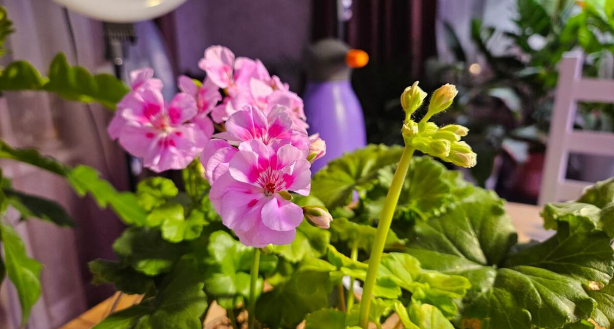    Фото: Дзен-канал "Антон - цветочник"