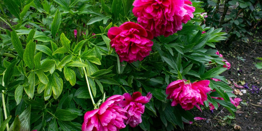 Почему разваливаются многолетники и как их спасти — все секреты