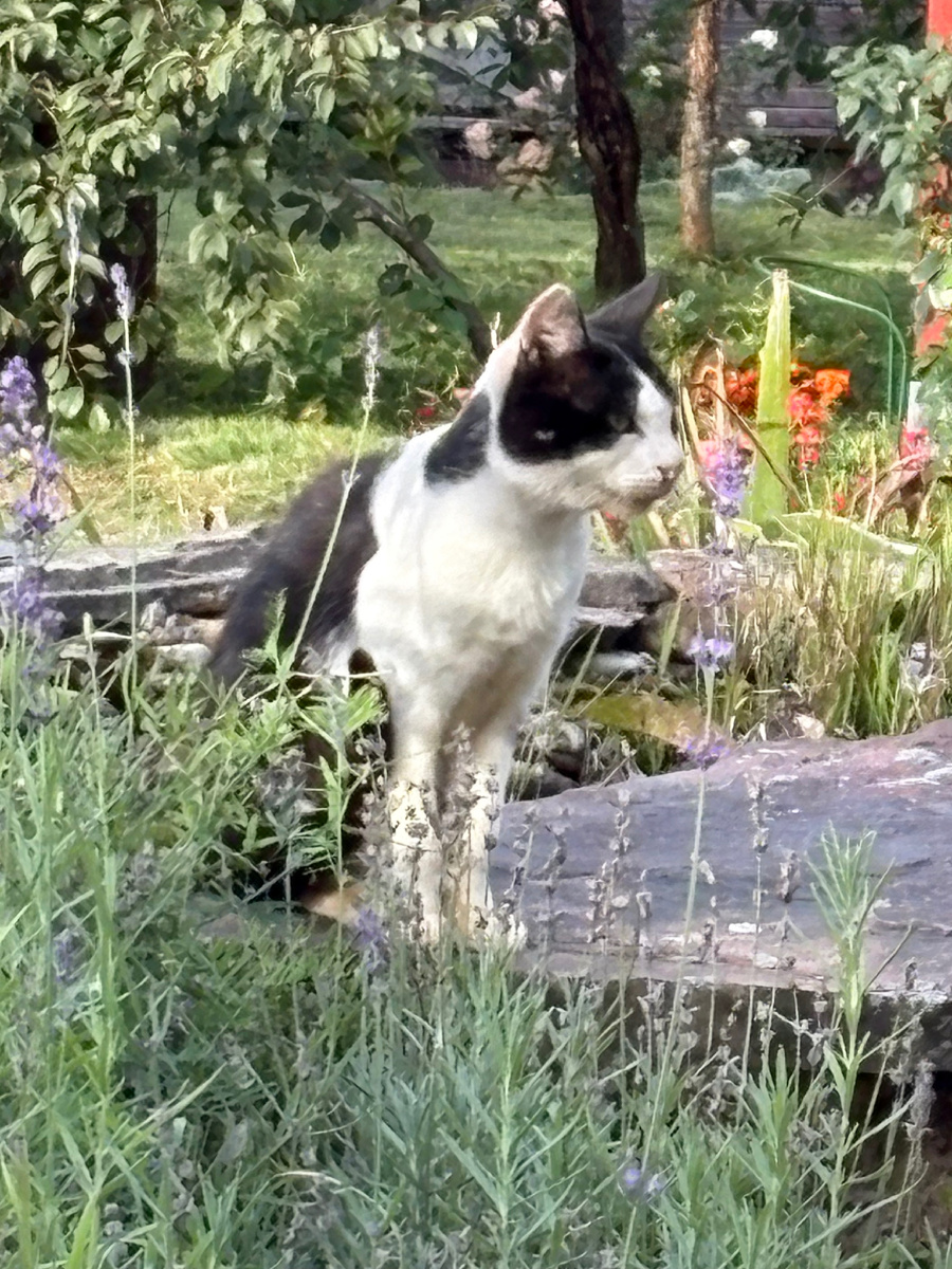 Маззи летом.