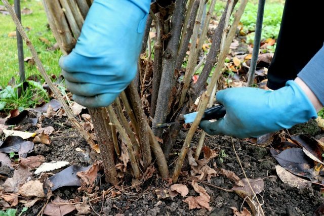 Срезаем ветвь «на кольцо» у земли, чтобы освободить место и питание для новой поросли — именно на ней в следующем году будет самый крупный урожай.  📷
