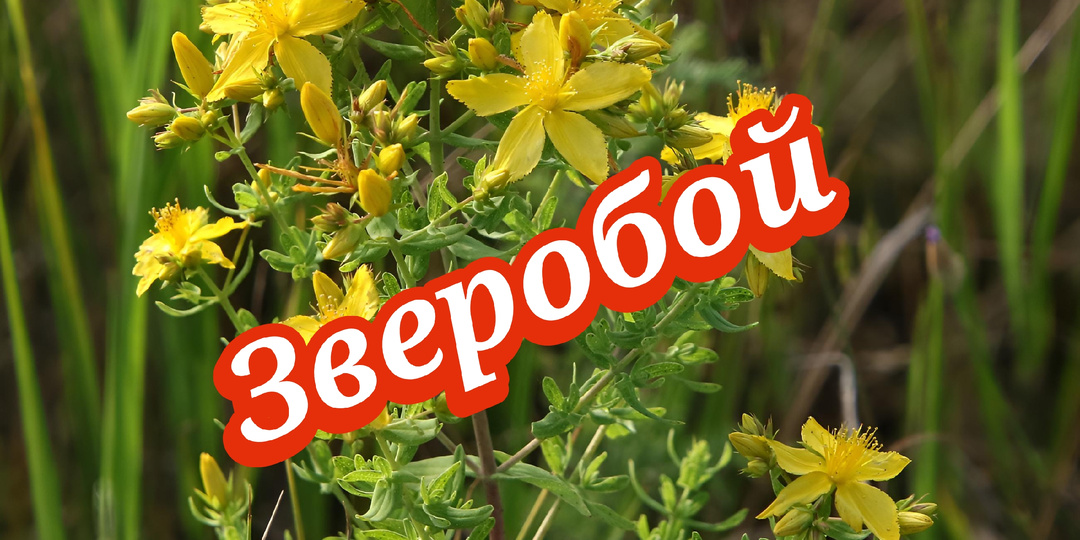 Зверобой или Кровавник, как его называют северяне