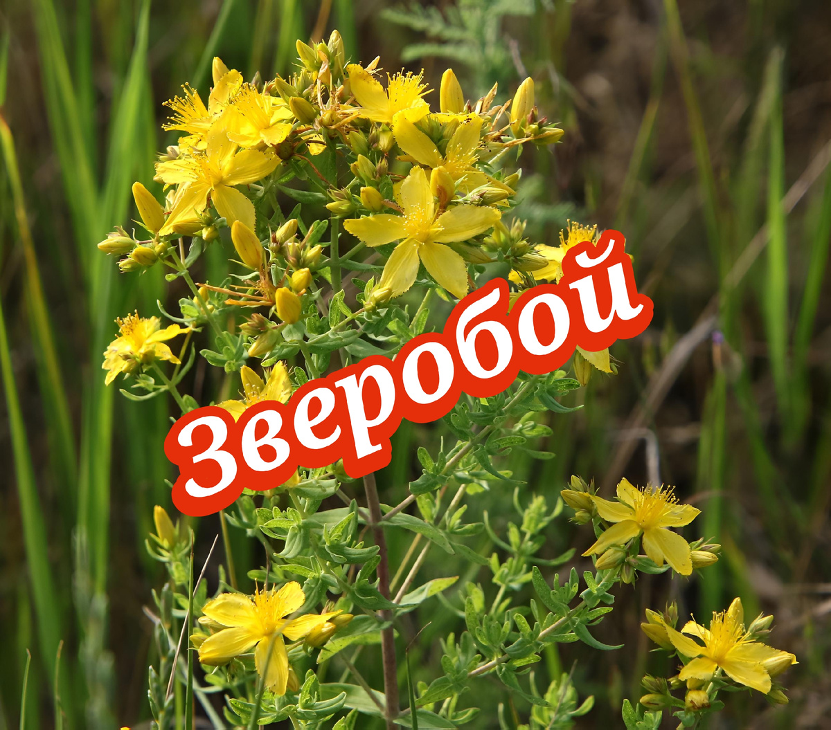 На севере его зовут «кровавником» — за красноватый оттенок настоя. В народе говорят: зверобой лечит от 99 болезней. Но у этой бочки мёда есть ложка дёгтя, о которой молчат в рекламах фиточаёв.