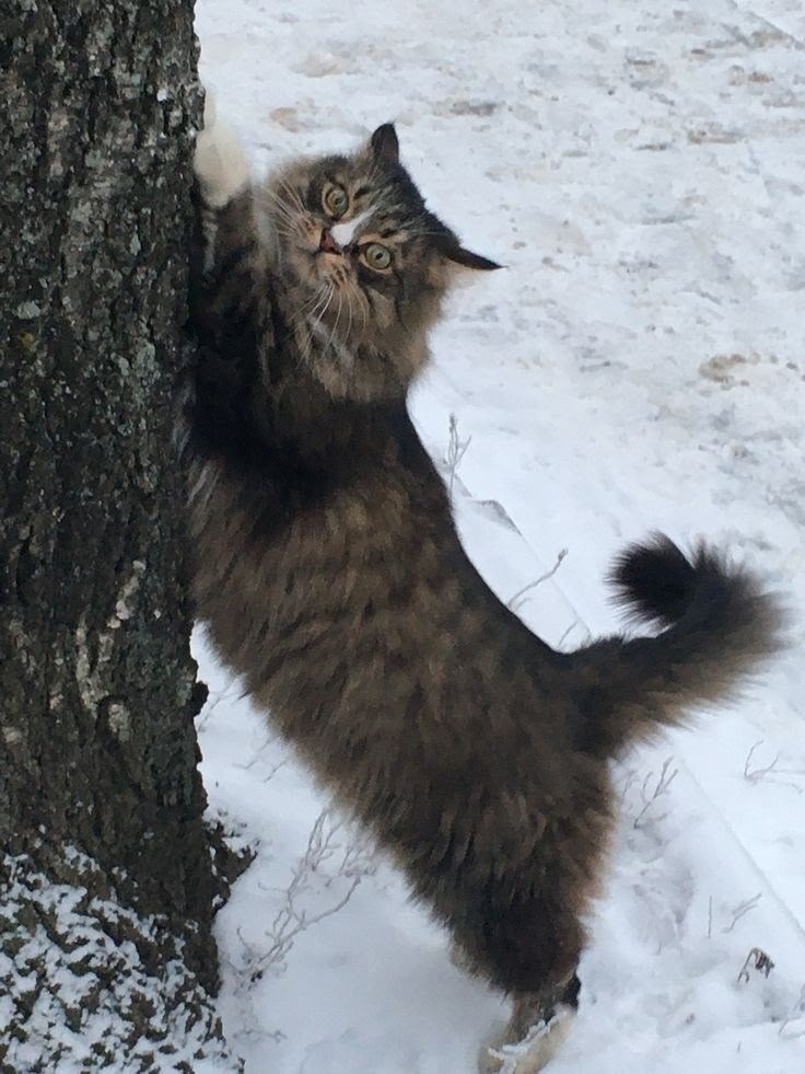 иллюстрация из яндекс картинки.