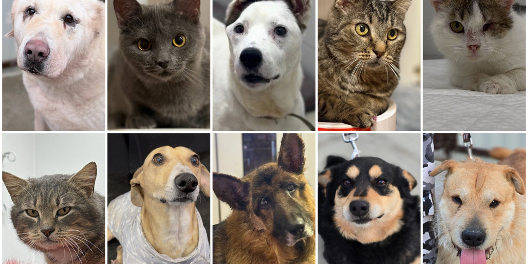 Рискуем вылететь из клиники и зоогостиницы одновременно