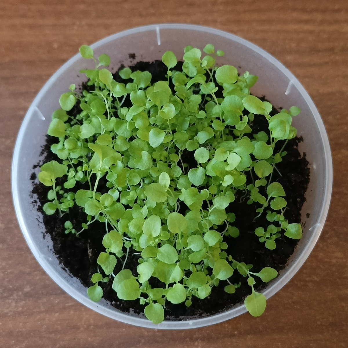 Плошка с фиолетовой лобелией перед очередным отсаживанием партии.