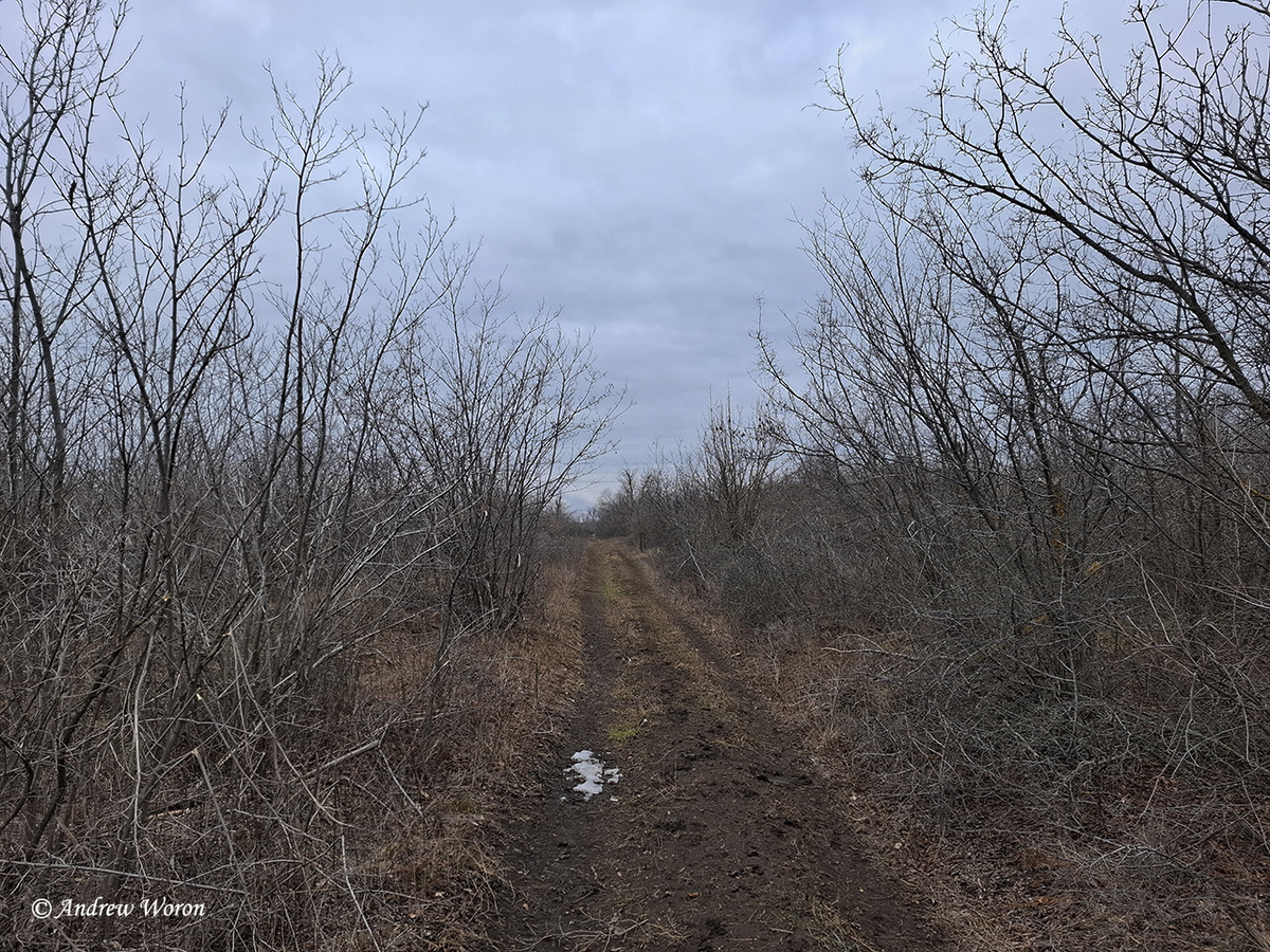 Одна из просек в низкорослом лесу