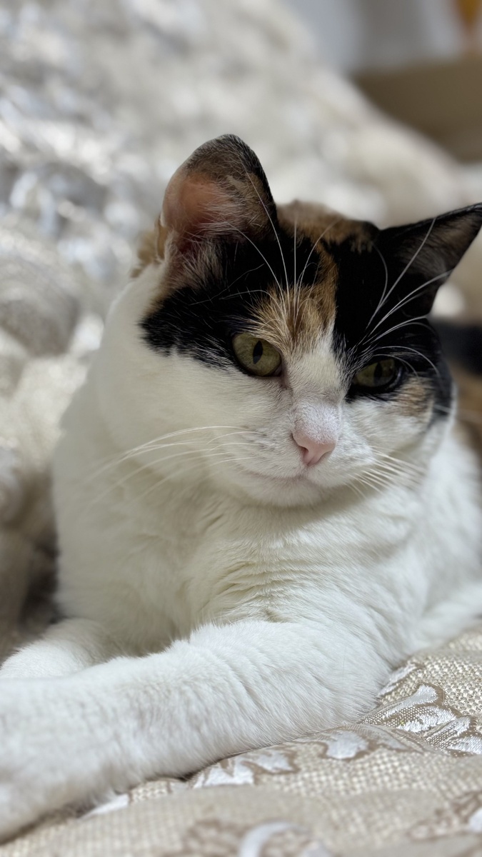 Кошка Китти из приюта