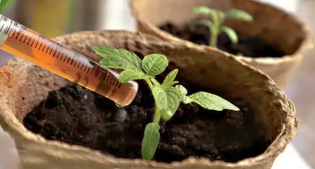 Подкормка рассады