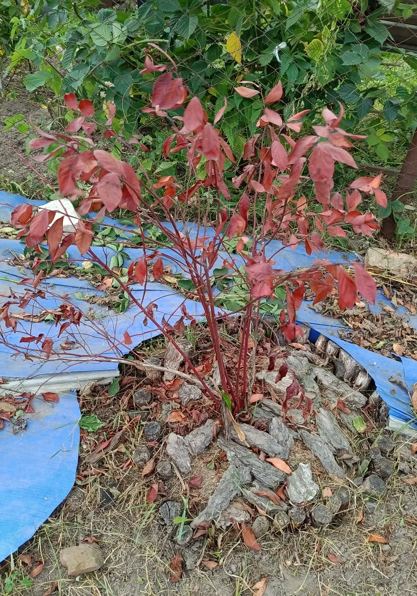 Мой куст голубики — покраснел и начал сохнуть. Именно так выглядит растение, которому не подходит почва.