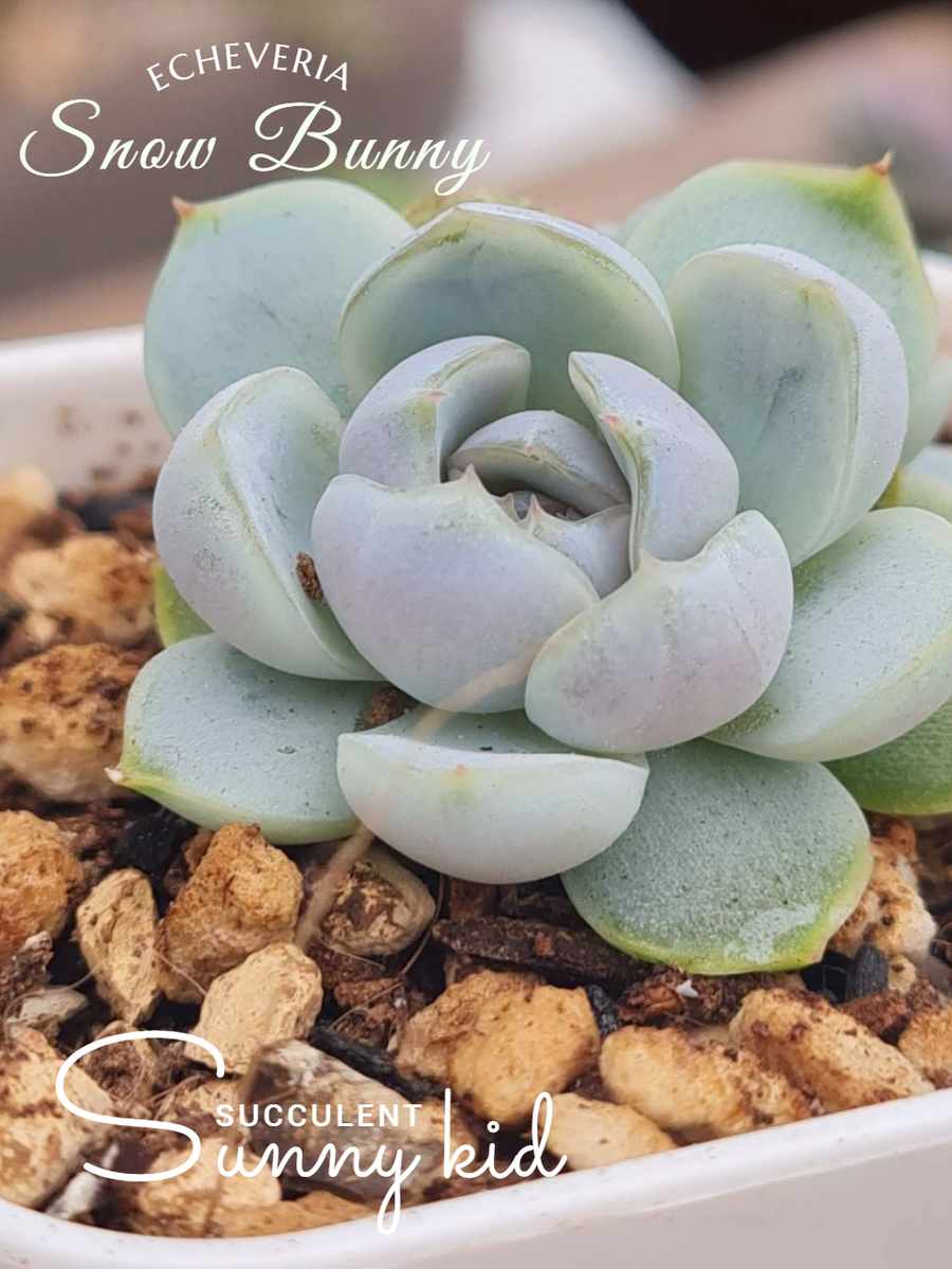 Snow Bunny. Sunny kid | Succulent