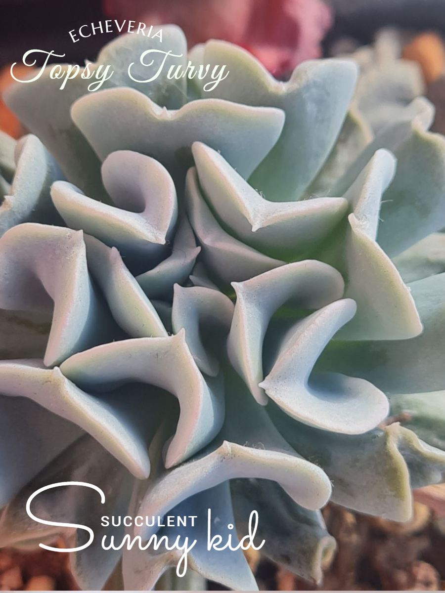Echeveria Topsy Turvy. Sunny kid | Succulent
