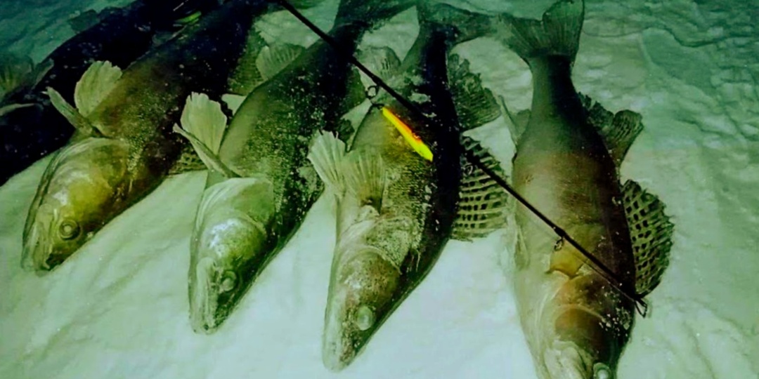 Как правильно ловить судака на виб зимой: глубина, проводка и лучшие точки для трофейного клыкастого