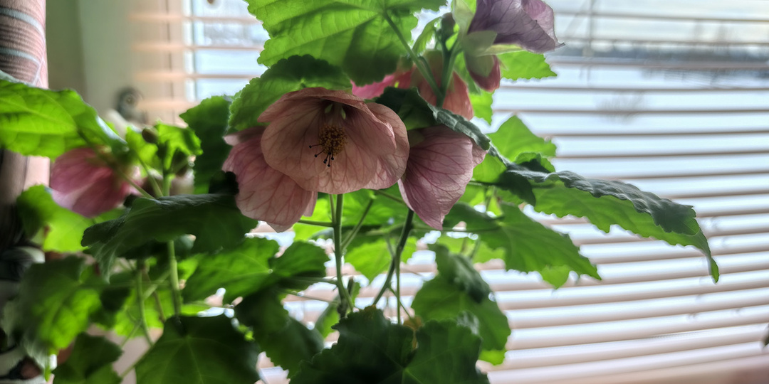 Про домашние растишки и непредвиденные траты