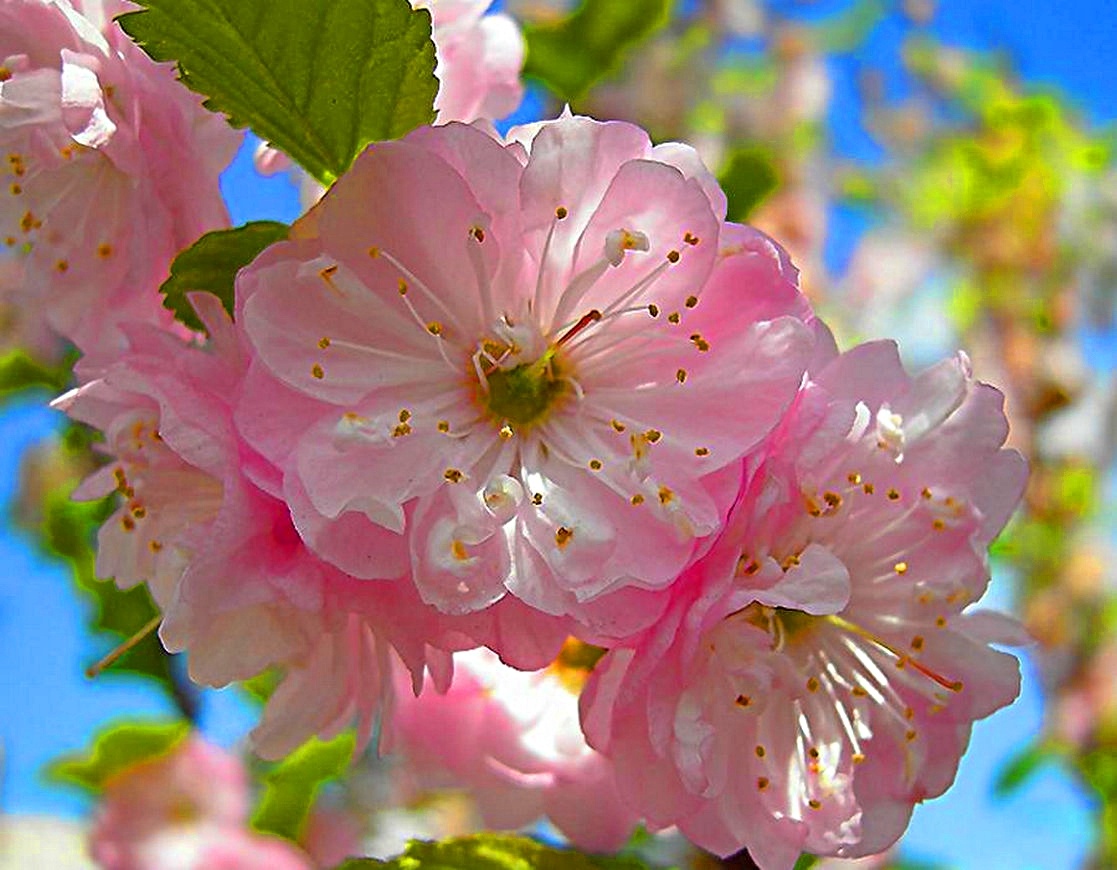 Мечта, до которой пока еще далеко. Весенее фото из интернета.