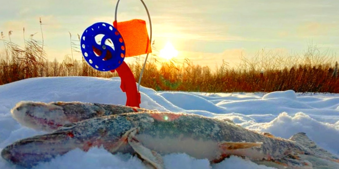 Как правильно ловить щуку на жерлицы зимой: расстановка снастей и выбор живца для крупной зубастой