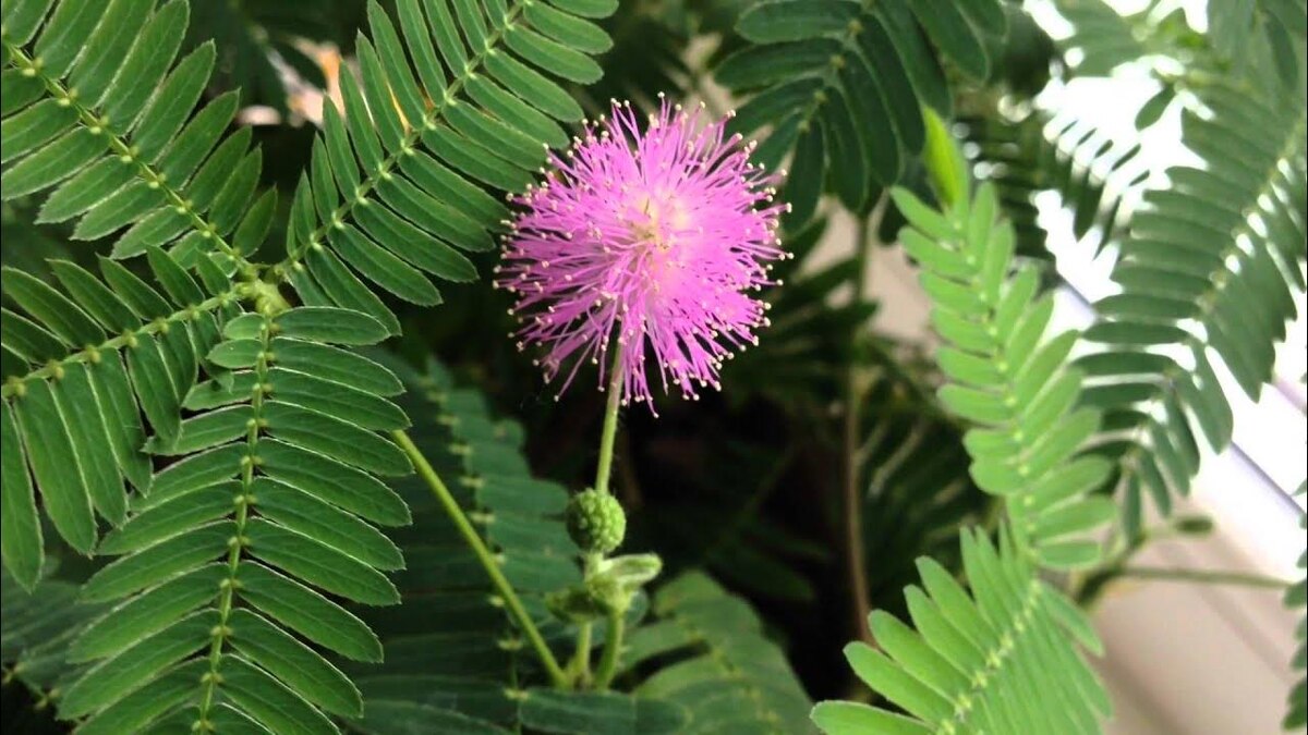 Мимоза стыдливая