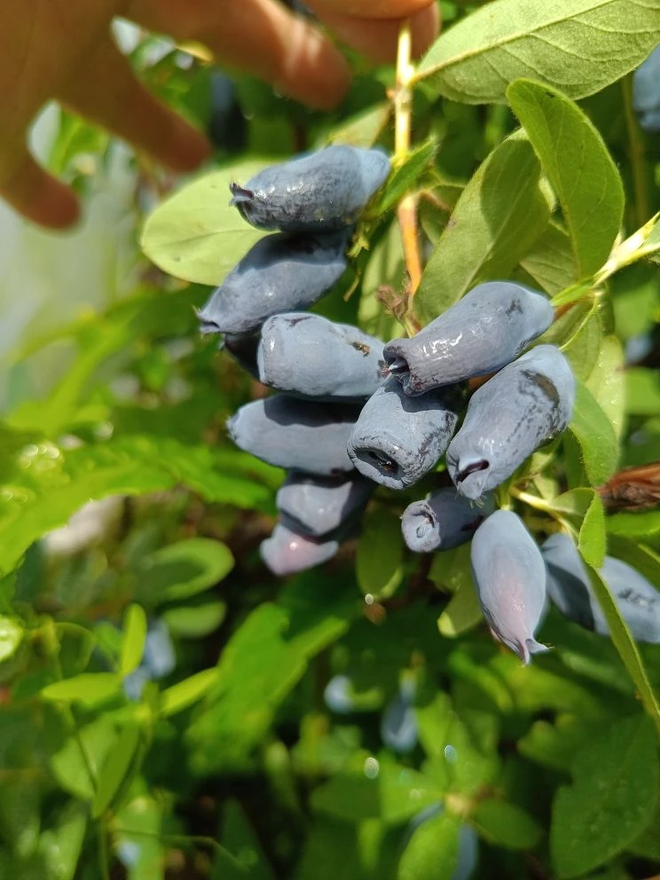 Сладкая жимолость в моем саду. Вообще она кисло-сладкая:). А вы в курсе, что кисло-сладкая слаще сладко-кислой?