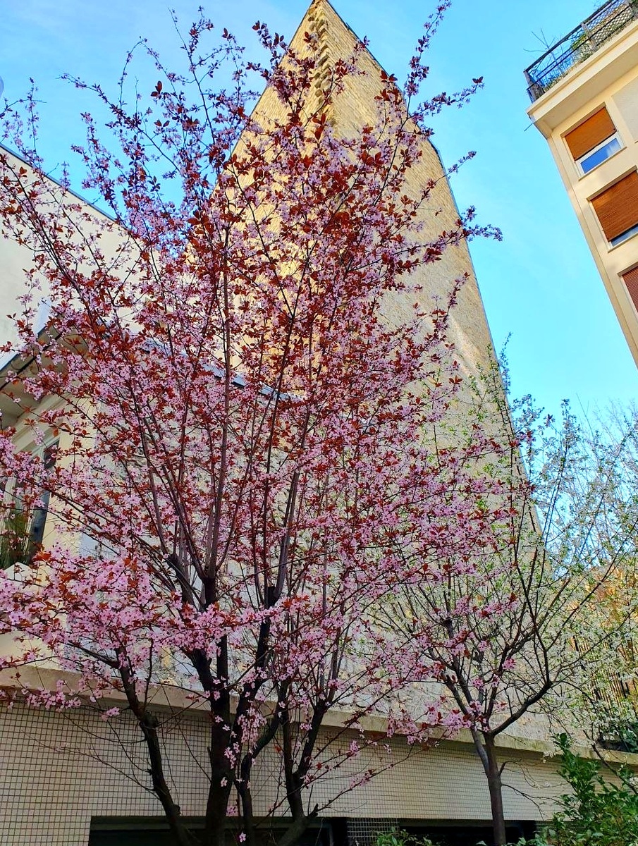 Париж в цвету. Это подарок от Наталии, мамы Светланы. 