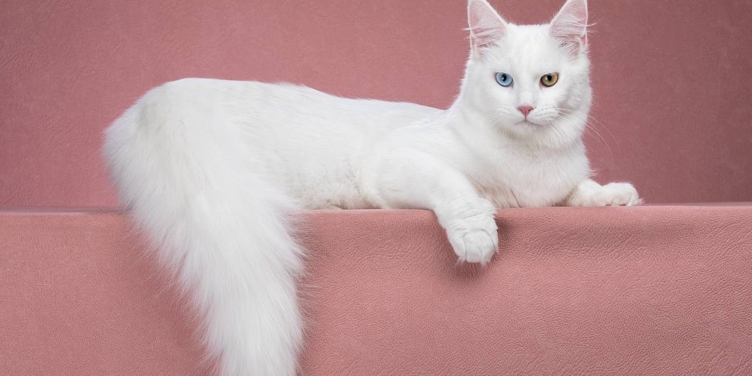 Белая кошка: природная редкость или генетическая лотерея?