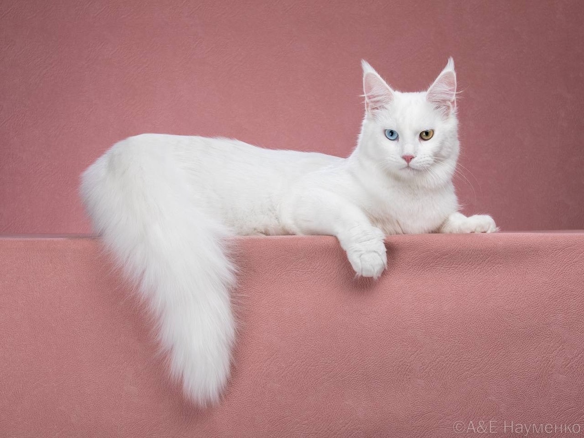 Мейн-кун, питомник Venifica Cauda