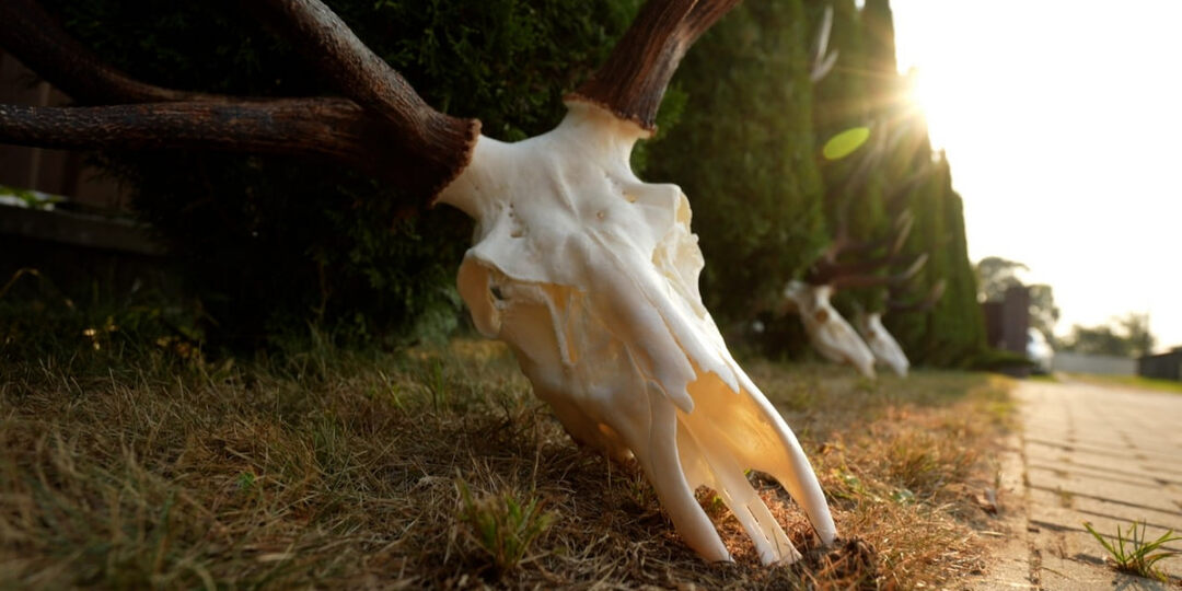 Подборка статей об охоте в Беларуси