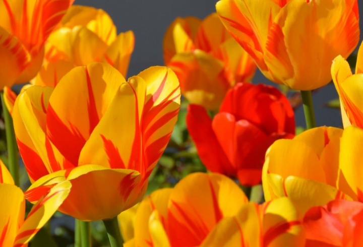 фото: pxhere.com