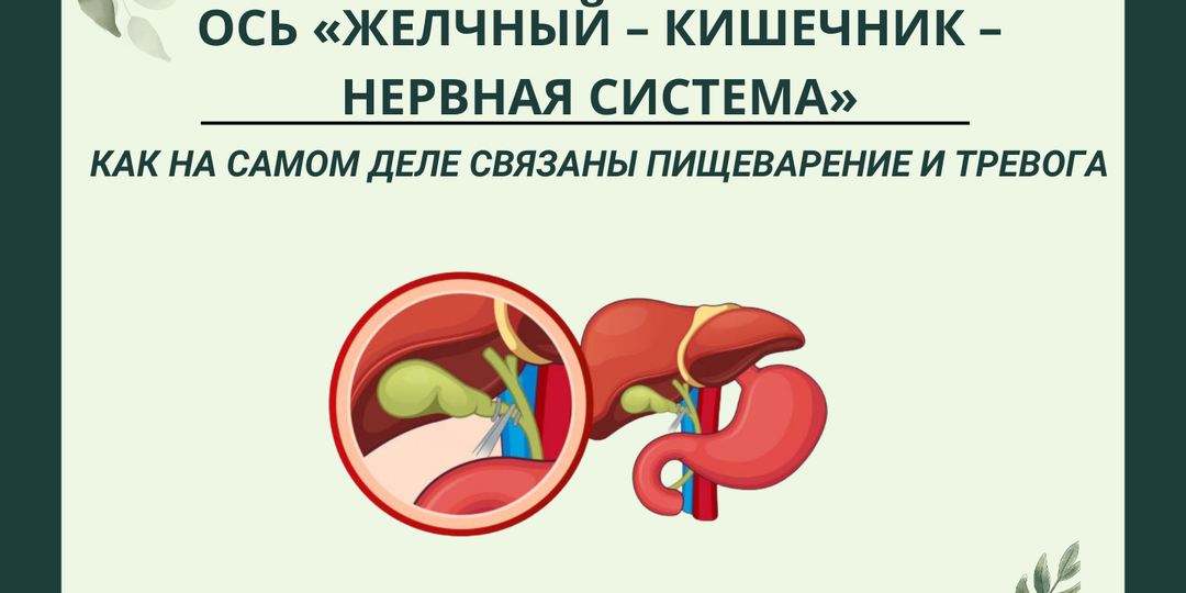 Ось «желчный – кишечник – нервная система»: как на самом деле связаны пищеварение и тревога