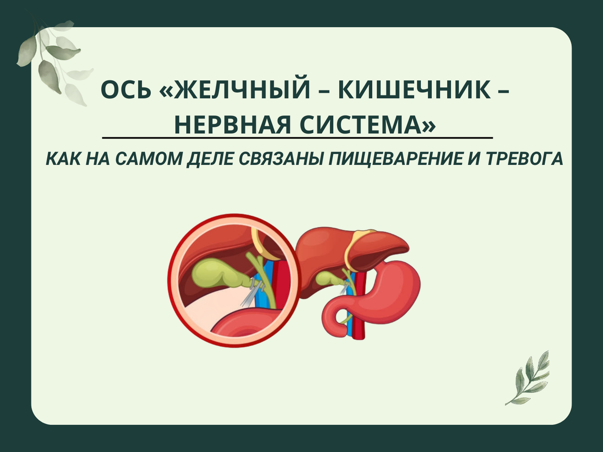 Ось «желчный – кишечник – нервная система»
