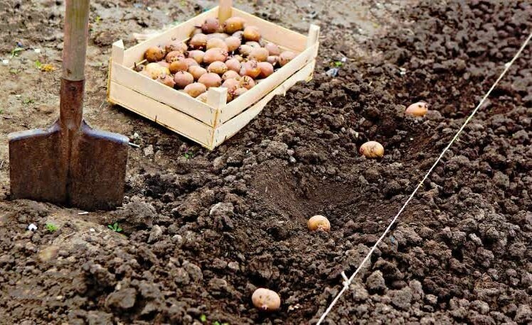 С 1 сотки - до 3 тонн картофеля: сажая картошку, кладу в лунки эти 2 подкормки