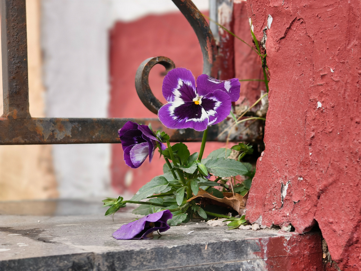 Цветы на камнях