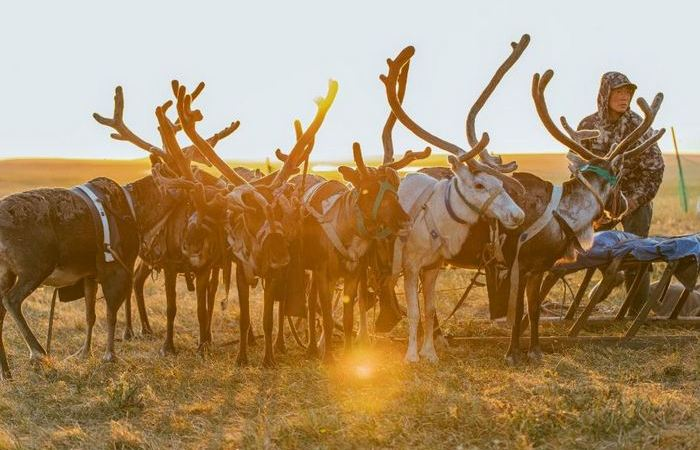 Почему на прилавках нет ни грамма оленины, если в России живёт более 1.5 млн оленей