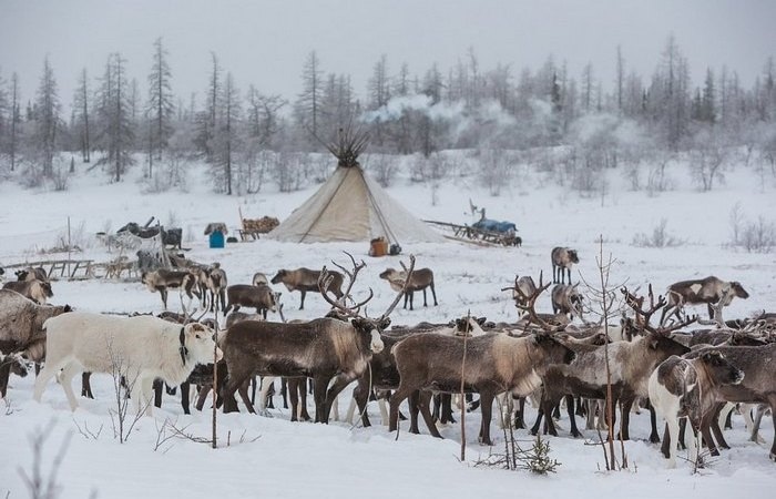 Оленей разводят в нескольких местах. /Фото: naked-science.ru.