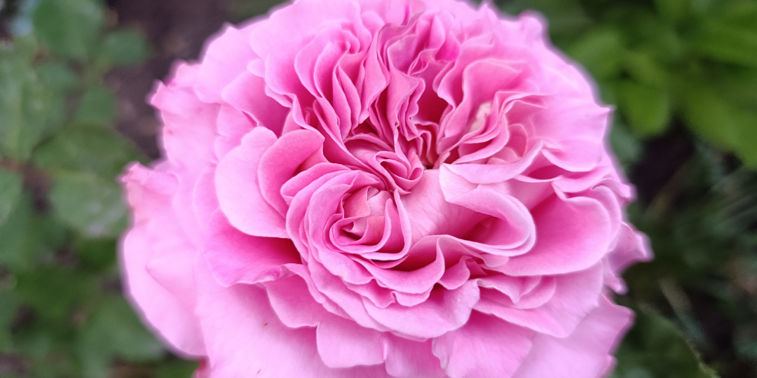 Эшли (Ashley) - любимая роза в саду.