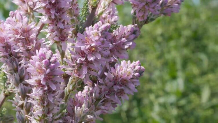    Розовое облако в вашем саду. Как ухаживать за мирикарией? Фото: кадр из видео 