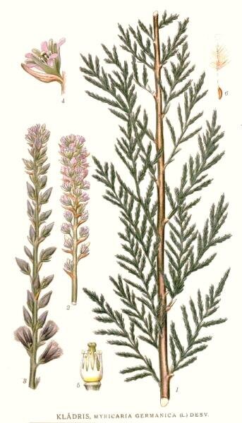    Ботаническая иллюстрация из книги К. А. М. Линдмана Bilder ur Nordens Flora, 1917—1926 гг. Фото: общественное достояние