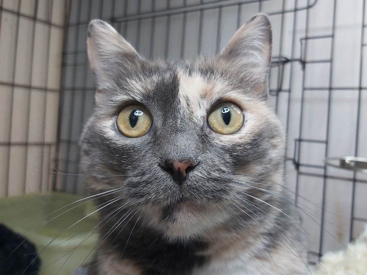 Цветет ажурная Космея,