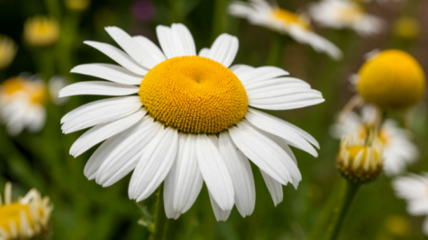 Садовая ромашка или нивяник — хит для ленивых: посадка, полив и уход