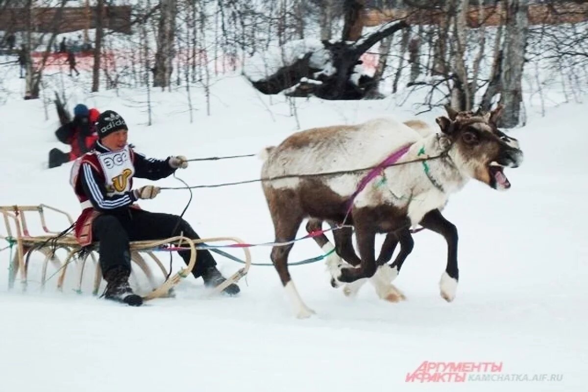    День оленевода с гонками упряжек отпразднуют 7 марта на Камчатке