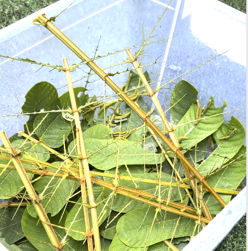 Много гусениц. От листьев сенны остались одни скелетики.