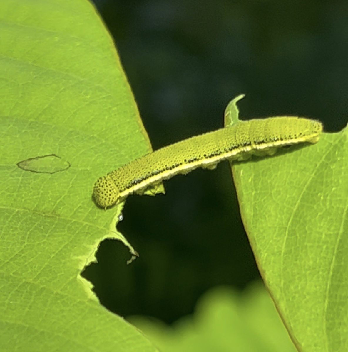 Когда ты сама себе - мостик