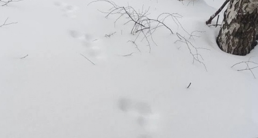    Фото: Госохотинспекция Владимирской области