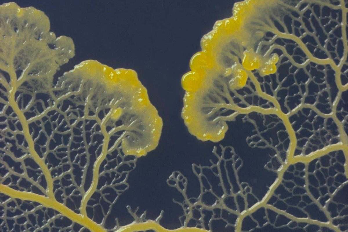 Слизистые грибы ставят под вопрос наше понимание разума, и что значит обладать субъектностью. Изображение: Синклер Стаммерс (Sinclair Stammers/naturepl.com)