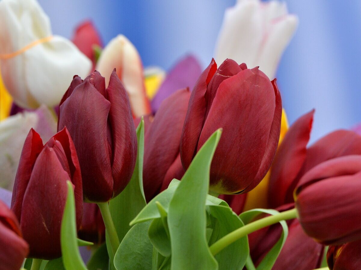    Праздничный букет в день 8 марта© РИА Новости . Саид Царнаев