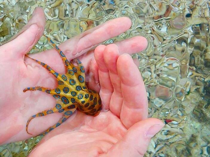 Синекольчатый осьминог: Смерть из лужи. Его яда хватит на 30 человек!